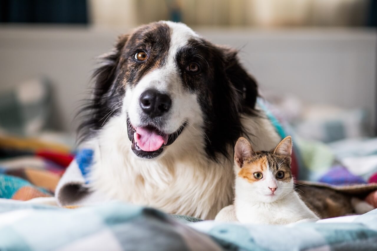 social pet vet slider 5.1