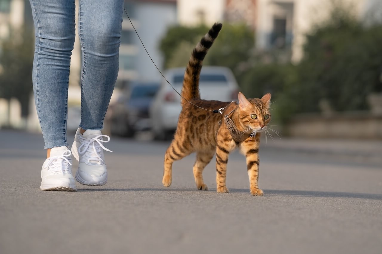Socal cat being walked