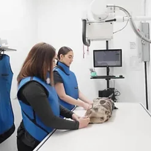 OFA Radiographs and Exams