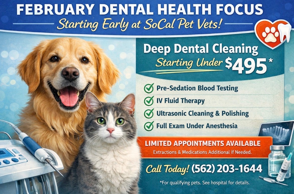 Feb Dental Promo