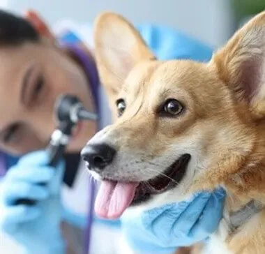 SoCal_Pet_Vets_Preventive_Care