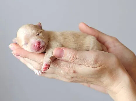 SoCal_Pet_Vets_Reproductive1