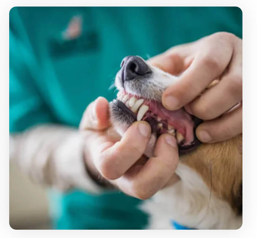 SoCal Pet Vets dental 1