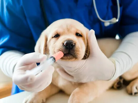 Socal Pet vet Vaccinations