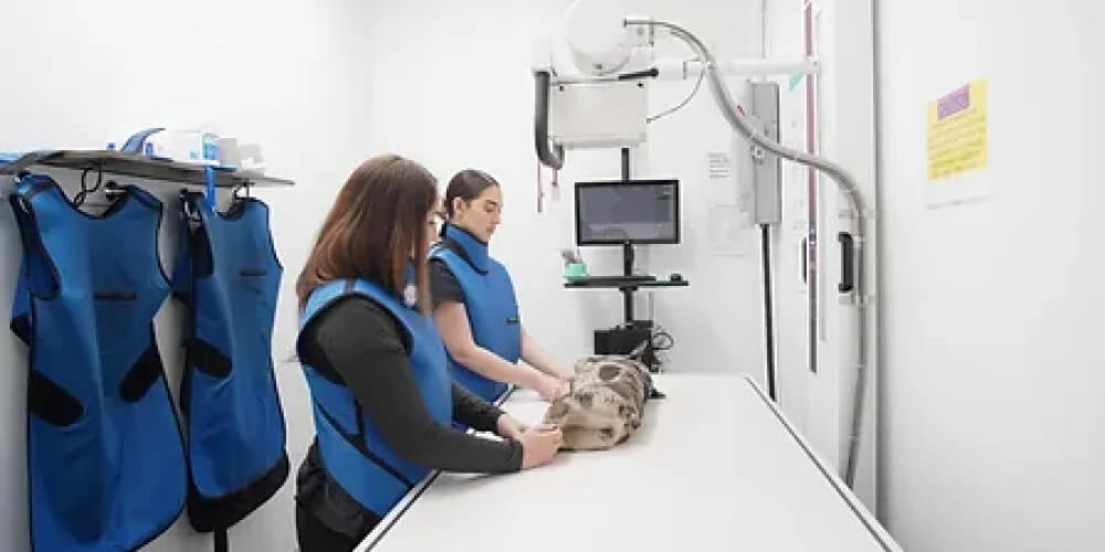 Socal pet vet Diagnostics 3 Socal pet vet Diagnostics 3