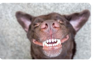 Pet Dental Month: Tips For Caring For Your Dog's Teeth at Home